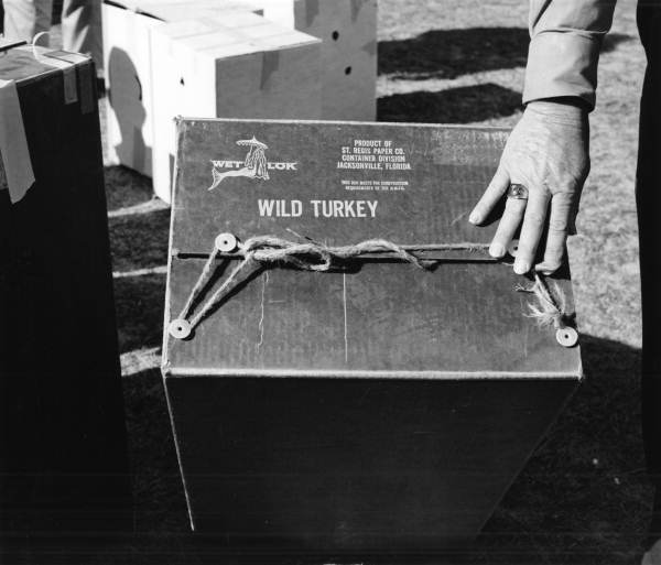Men with box for wild turkey