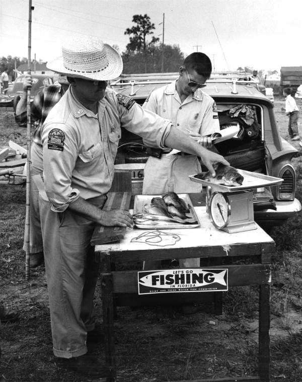 Biologists Bob Klant, wearing hat, and Jim Barkuloo weighing fish - Pleasant Grove, Florida.