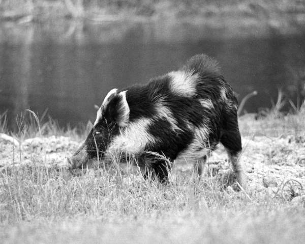 Wild hog in South Florida