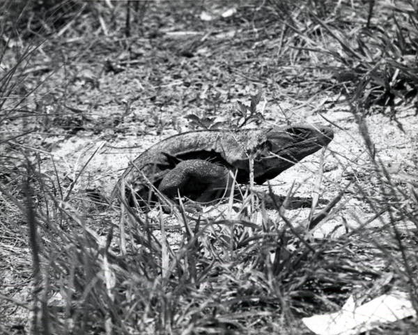 View of Spiney Tail Iguana