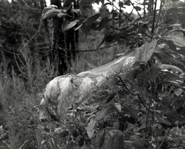 Fall webworm tent drapped over leaves