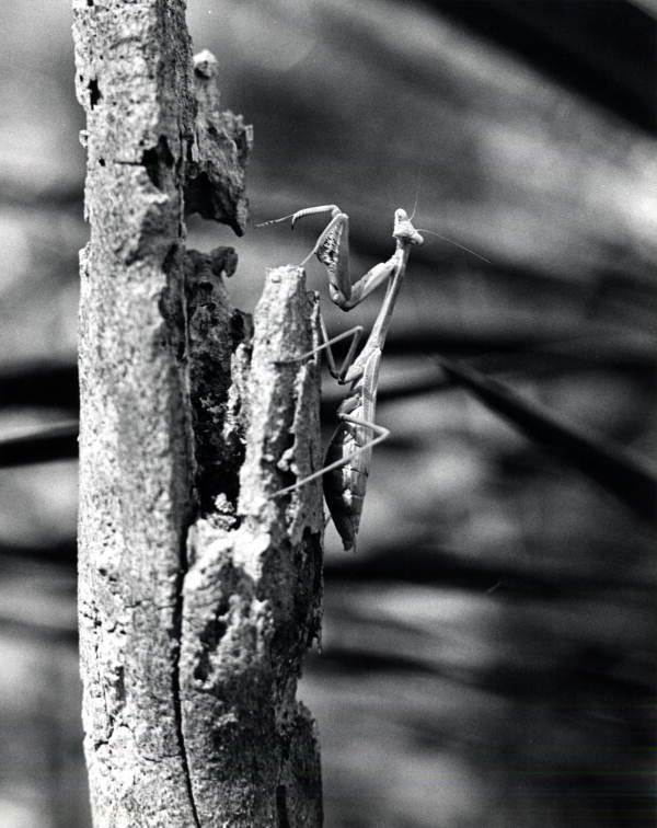 Praying mantis