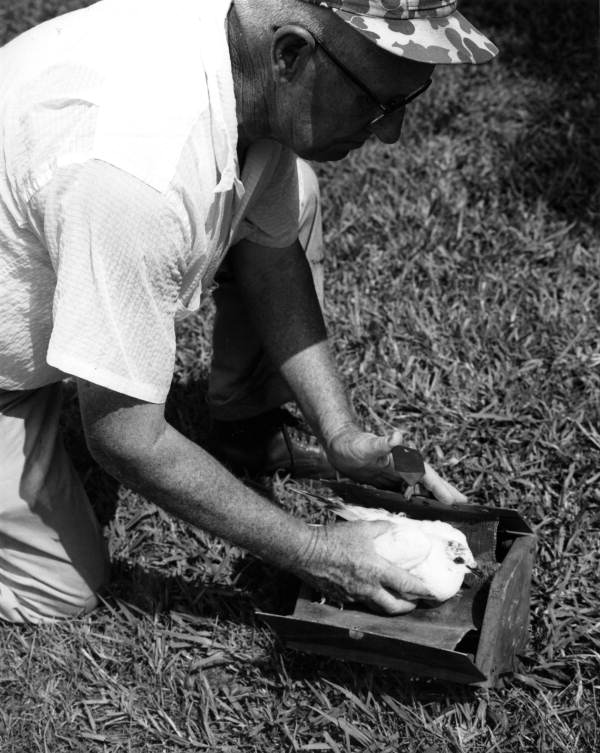 Unidentified man places a bird into a box