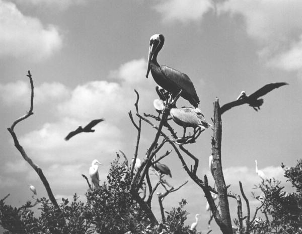 Brown pelicans roost in the trees - Port Orange, Florida