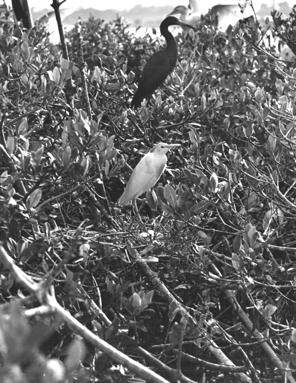 Cattle egret and a Little blue heron on their nests in a Way Myrtle- Port Orange, Florida