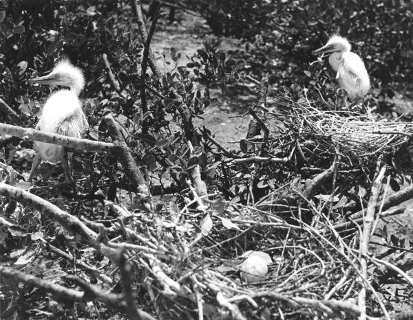 Young egrets in the nest