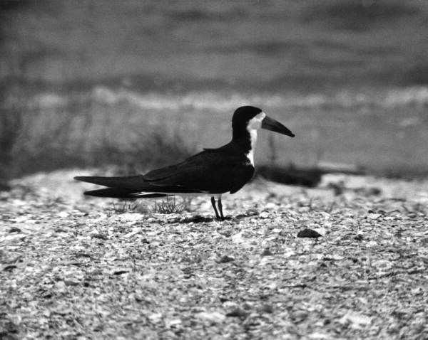 View of a Black Skimmer bird - Saint George Island, Florida