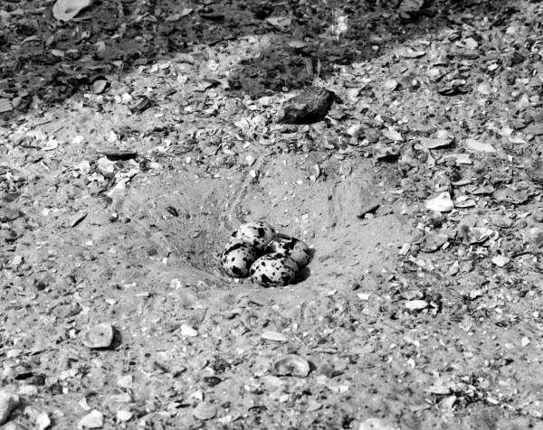 Nest and eggs of Black Skimmer bird