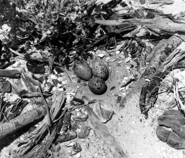 Nest and eggs of a Common Tern