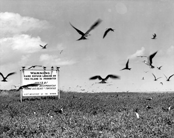 Flock of terns