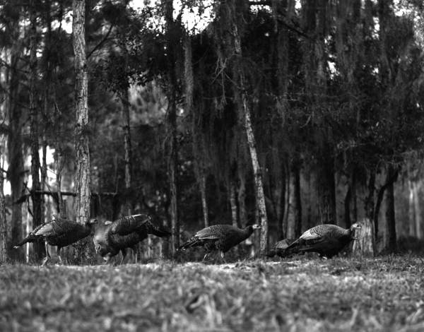 Wild Turkeys in the woods