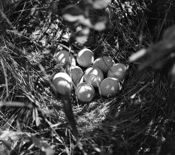 Turkey nest and eggs