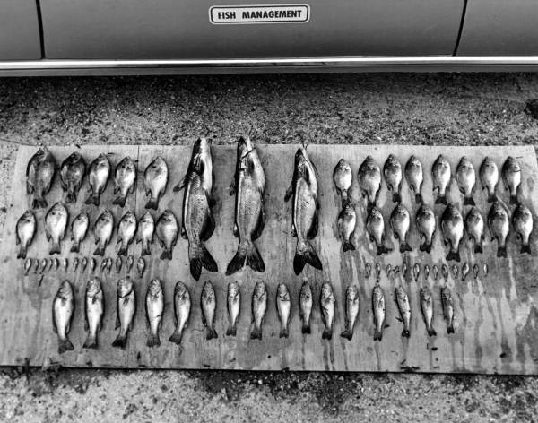 Catfish, Bream, and Bass