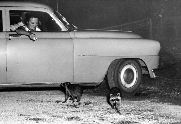 Unidentified woman in a car and two raccoons