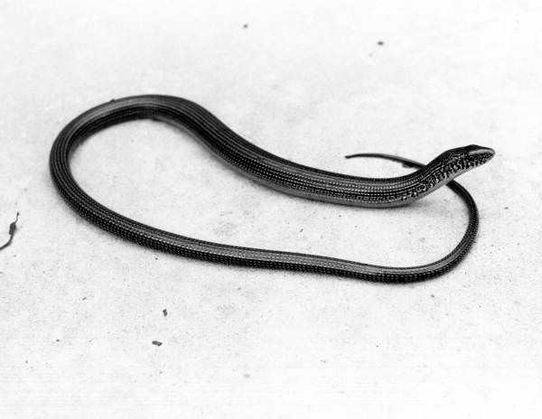 Eastern glass lizard