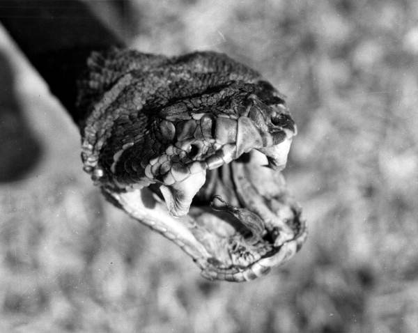 Close up view of a rattlesnakes