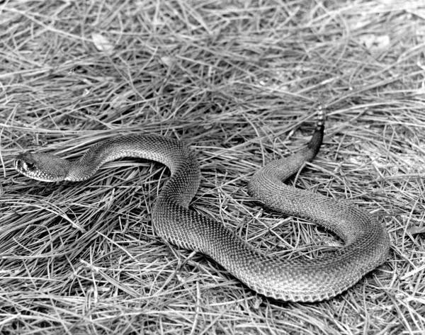 View of a rattlesnake