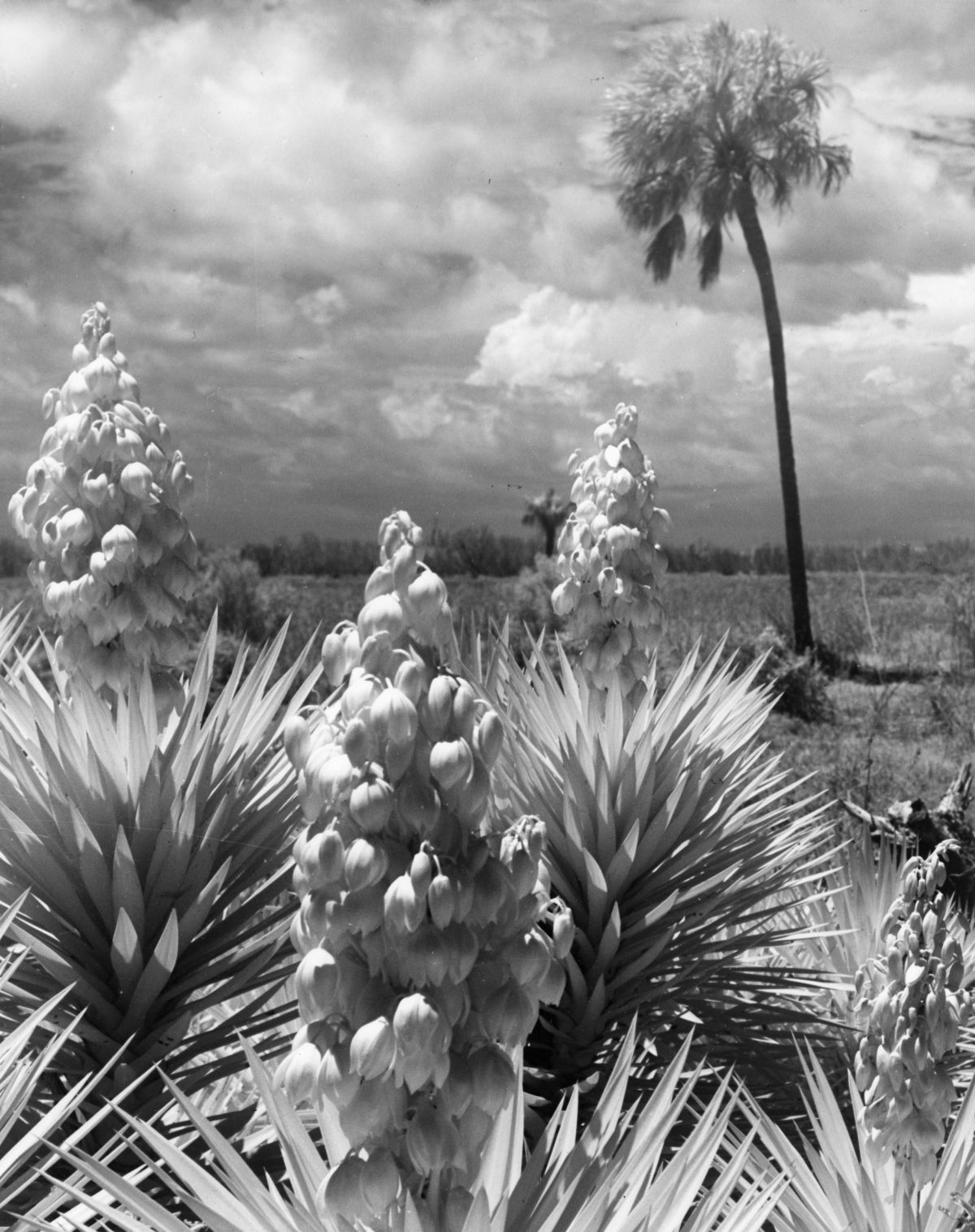 Close up view of blooming Spanish bayonet.