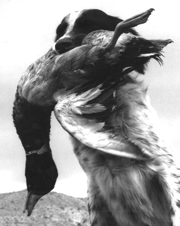 Hunting dog hold a duck in its mouth