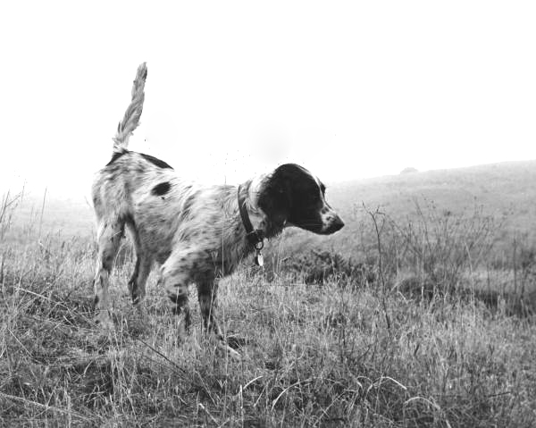 Hunting dog in the field