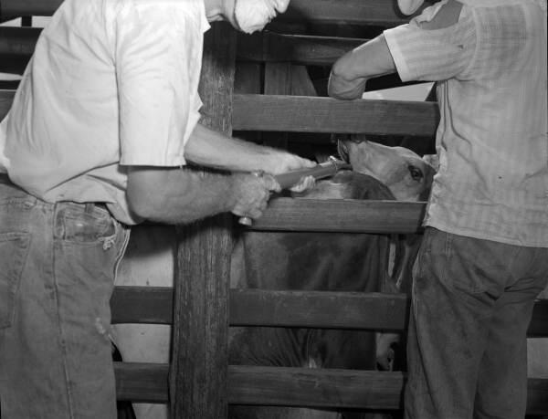Cattle being treated for stomach worms at the Heart Bar Ranch - Kissimmee, Florida.