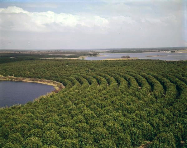 Aerial view of orange grove - Winter Garden, Florida.