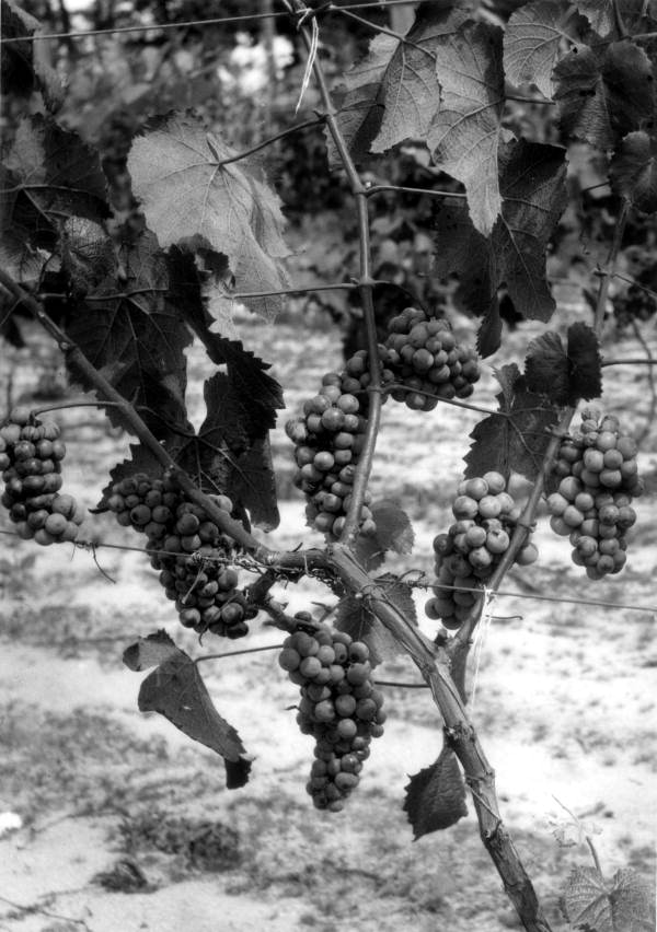 Close up of grapes