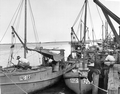 Fleet of Apalachicola Fish and Oyster Company fishing boats - Apalachicola, Florida.