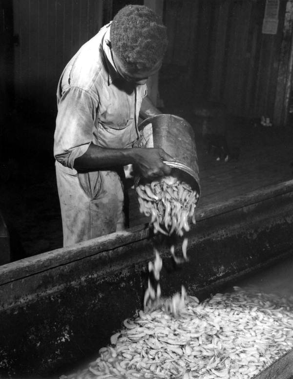 Apalachicola Fish and Oyster Company employee Tom Brinson pouring shrimp into a large vat - Apalachicola, Florida.