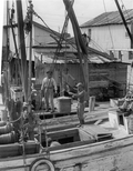 Apalachicola Fish and Oyster Company workers unloading seafood from boat - Apalachicola, Florida.