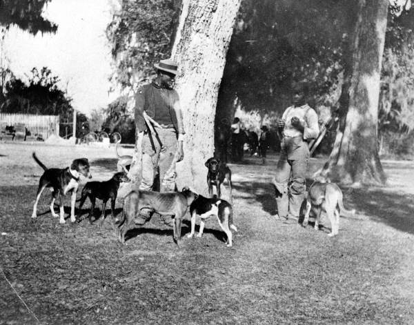 Hunting dogs with handlers at Live Oak Plantation - Leon County, Florida