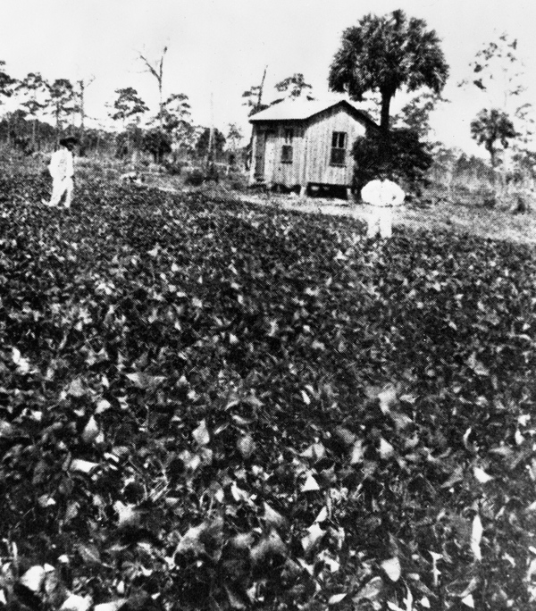 Bean patch on the Ohi farm - Eau Gallie, Florida