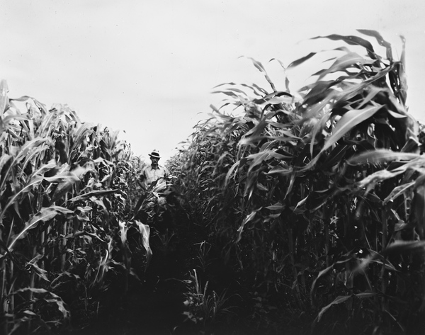 Man standing in cornfield in the Everglades near Pahokee