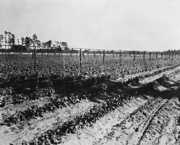 Beans under irrigation near Bushnell - Sumter County