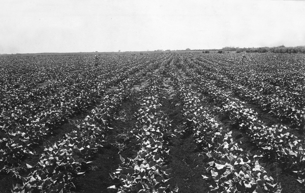 A crop scene near Clewiston