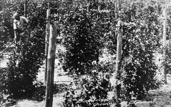 Blackberries growing at Oldsmar