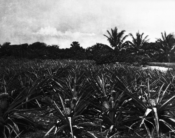 Pineapple plantation - Lake Worth, Florida.