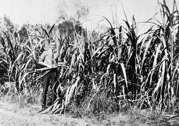 Sugarcane in Gadsden County