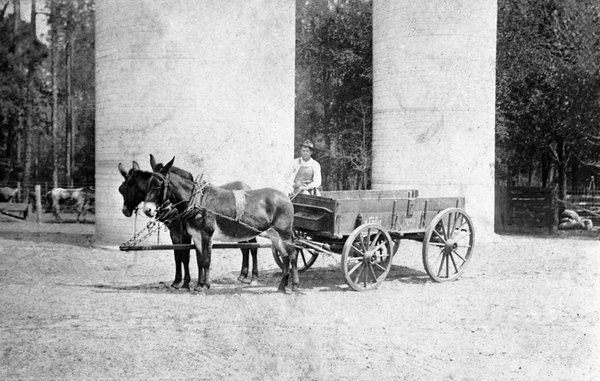 Hance Raulerson in mule drawn wagon at the C.F. Barber place - Baker County, Florida