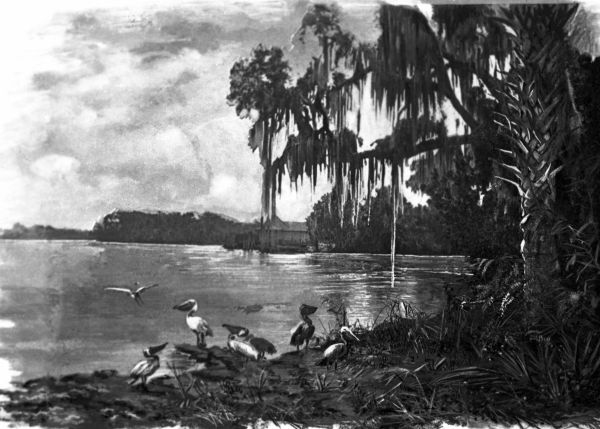 Pelicans on the Saint John's River