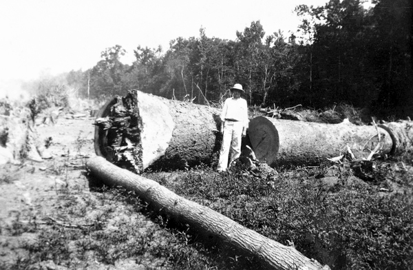 Logs felled for approach to Blountstown Bridge over the Apalachicola River - Blountstown, Florida