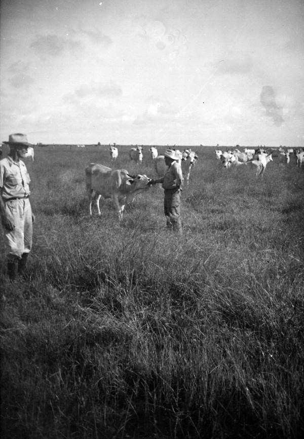William Espenlaub cattle ranch near Arcadia - Florida