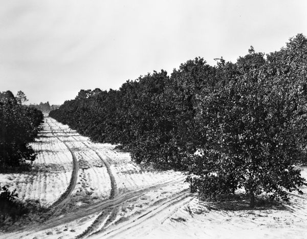 Orange grove - Volusia County, Florida