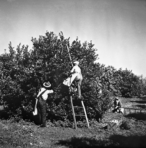 Picking oranges - Hernando County, Florida