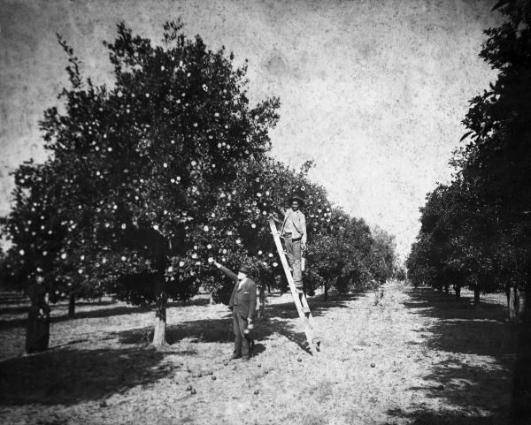 Citrus grove - Lake County, Florida