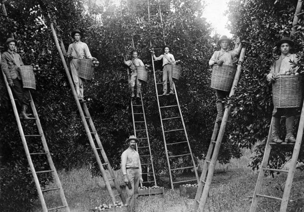 Florida orange pickers in a grove