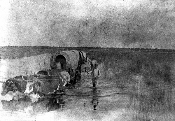 Ox-drawn covered wagon train - Kissimmee Region, Florida