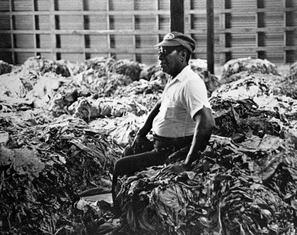 barrel tobacco Tobacco