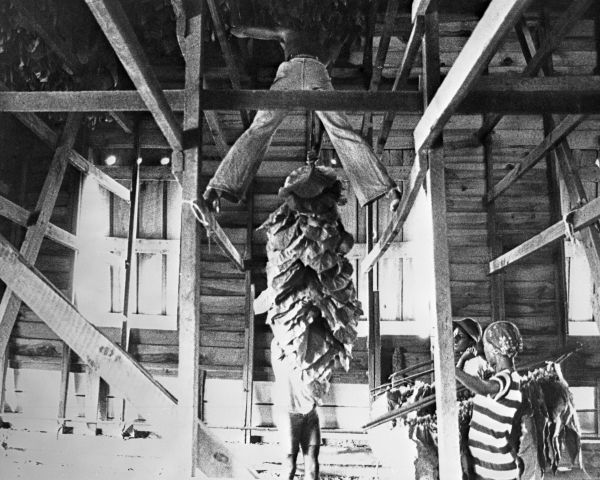 hanging tobacco Florida Memory • Hanging tobacco in the curing barn
