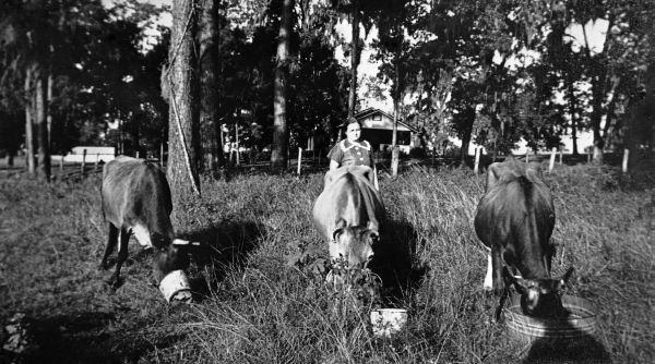 Mrs. R.E. Brown with cows - Jefferson County, Florida